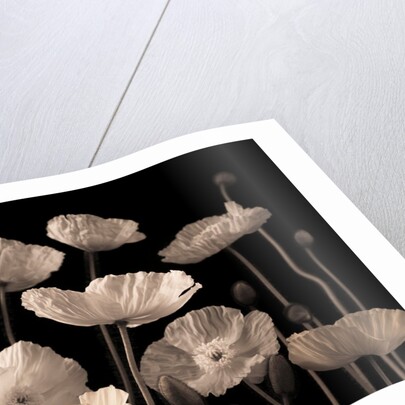 Poppies and buds by Assaf Frank